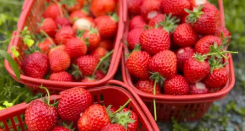 图片[1]-草莓几月份成熟上市（草莓是几月份的水果）-冰锋说钱