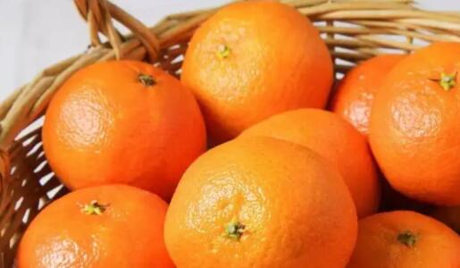 图片[1]-27种柑橘类水果（柑橘类水果27种详细介绍）-冰锋说钱