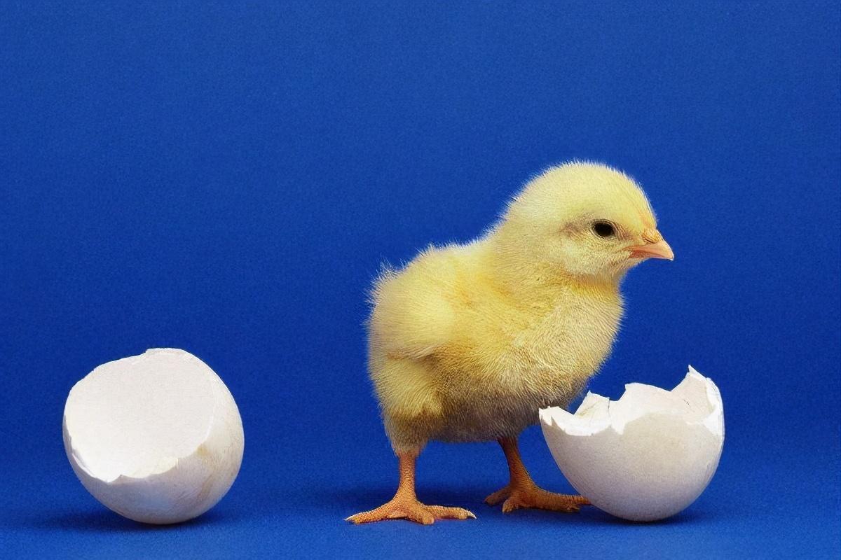小鸡多少钱—只(小的)，小鸡苗市场价格多少钱一只 - 错分资源网