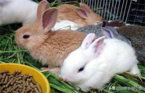 养殖业兔子（兔子的养殖技术及方法） - 错分资源网
